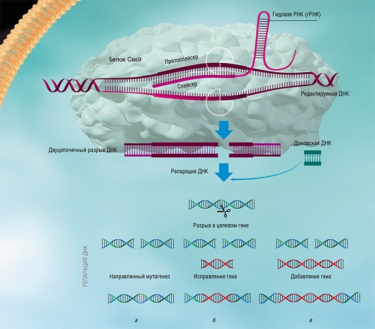 Система CRISPR-Cas, используемая для редактирования генома, включает направляющую РНК (гРНК) и белок Cas9. С помощью белка Cas9 гРНК прикрепляется к протоспейсеру - части вирусной ДНК, соответствующей спейсеру гРНК (или, в случае искусственной системы, части гена-мишени эукариотической клетки). Узнав, белок Cas9 разрезает цепь ДНК в строго определенной точке. Ремонт ДНК в месте разреза может происходить по негомологичному пути соединения конечностей, в результате чего мутации (а) происходят с высокой частотой. Если же в клетку ввести искусственно синтезированную донорную молекулу, которая соответствует сайту разрыва, то таким образом либо замена сайта гена (b), либо прямая вставка трансгена (c) могут быть выполнены. Таким образом, с помощью системы CRISPR-Cas вы можете исправить генетические нарушения или внести желаемые изменения