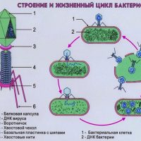 Уничтожение бактерий бактериофагами