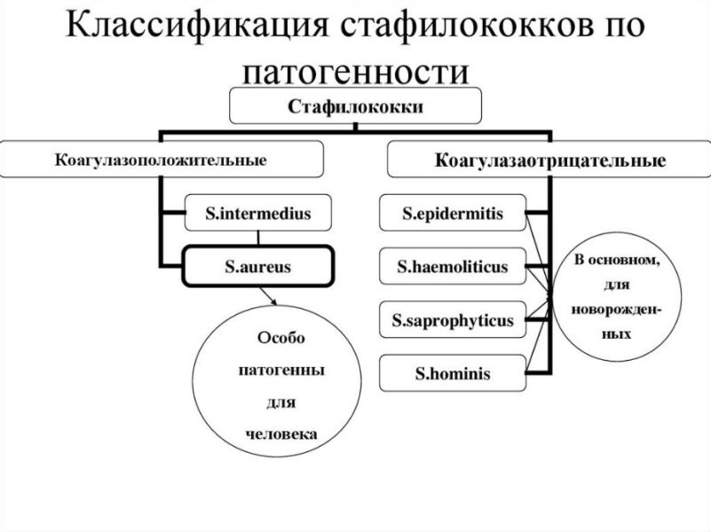Классификация стафилококков по патогенности