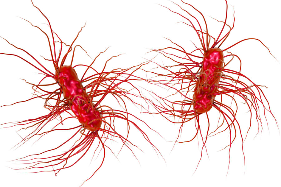 Бактерии Escheria coli